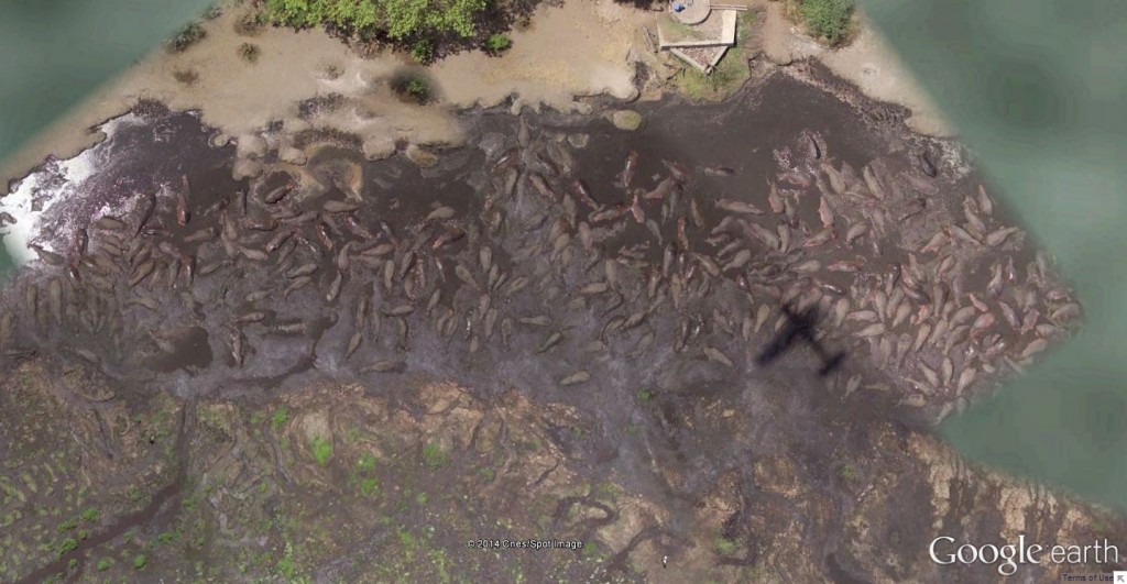 Google Earth Hippos