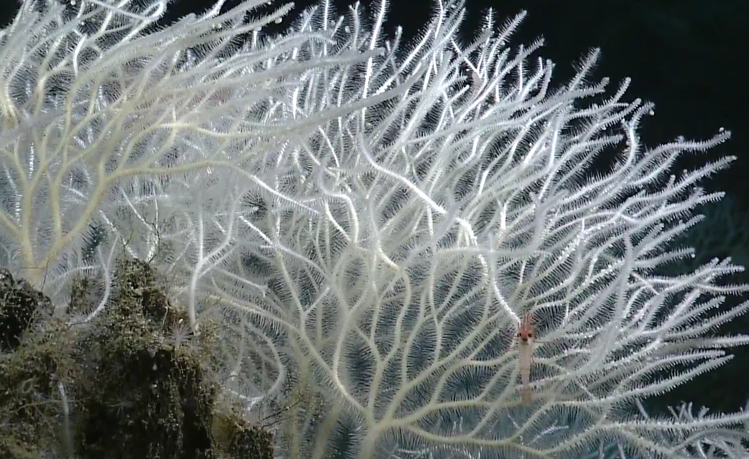 New Species of Flesh-Eating Sponges Found Deep in the Pacific