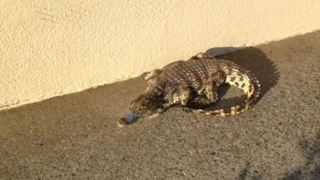 Nile Crocodile Found Roaming California Shopping Center