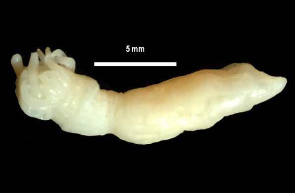 ANDRILL Anemone (Edwardsiella andrillae)