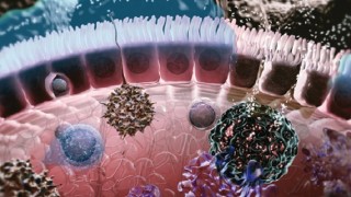Picture of gut that featured in SciVis contest