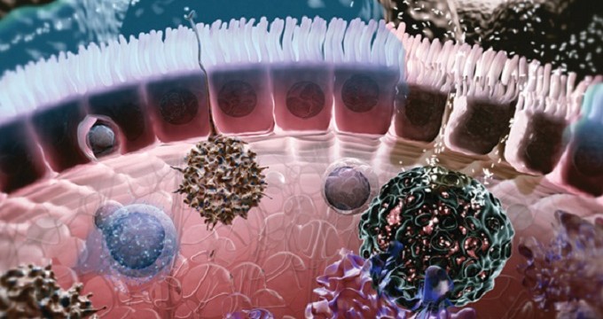 Picture of gut that featured in SciVis contest