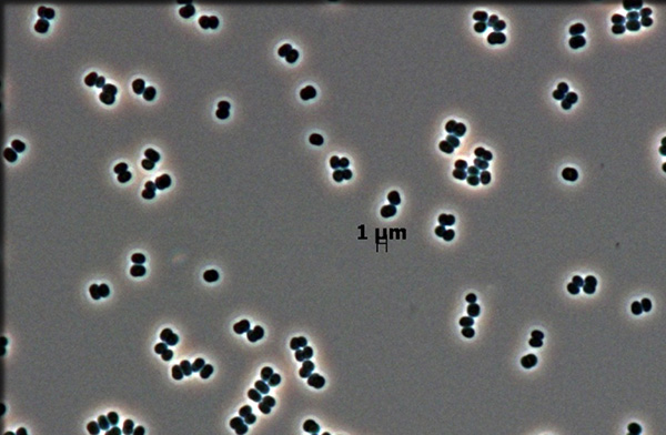 Clean Room Microbes (Tersicoccus phoenicis)