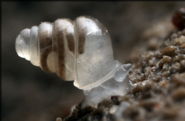 Domed Land Snail (Zospeum tholussum)