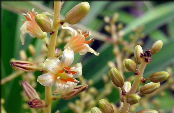 Flowers of the Kaweesak's Dragon Tree