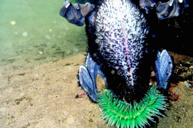 Giant Green Anemones Are Carnivorous Predators (Video)