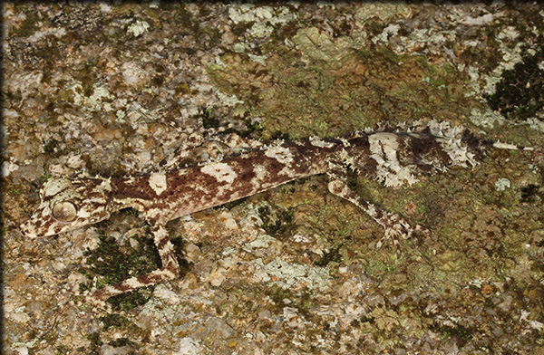 Leaf-Tailed Gecko (Saltuarius eximius) camouflaged