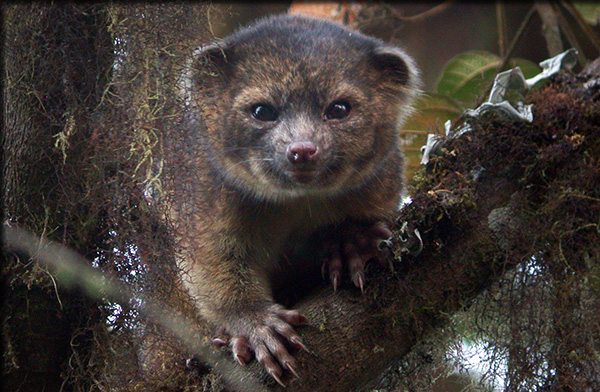 Olinguito (Bassaricyon neblina)