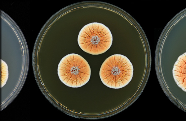 Orange Penicillium (Penicillium vanoranjei)