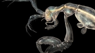 Skeleton Shrimp (Liropus minusculus)