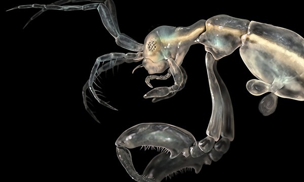 Skeleton Shrimp (Liropus minusculus)