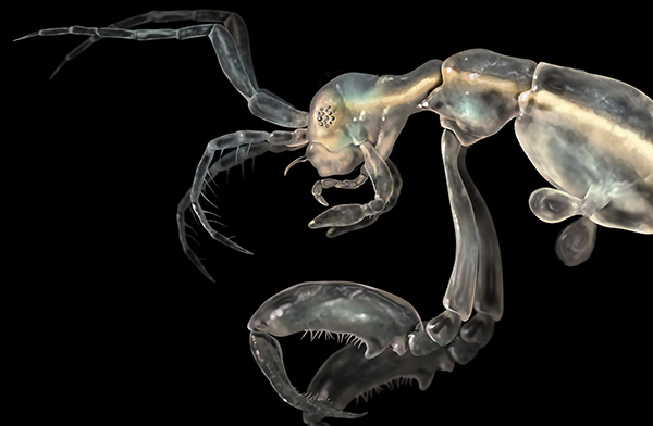 Skeleton Shrimp (Liropus minusculus)