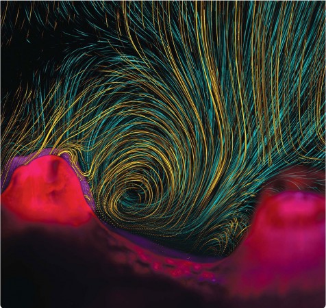 Fernandez's coral cilia image wins SciVis