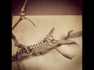 Chinese Scientists Unearth 5 Pterosaur Eggs Landmark Find