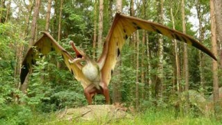 science, pterosaur, eggs, chinese scientists, individuals, new species
