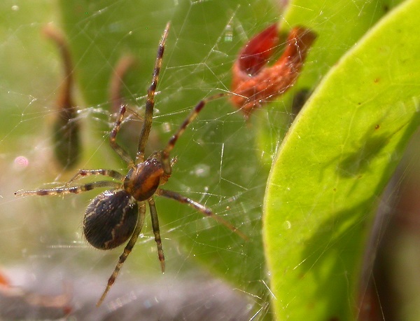 Female Spiders Assign Jobs Per Personality Study Shows