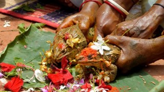 science, frogs, married, india, ceremony, rain gods