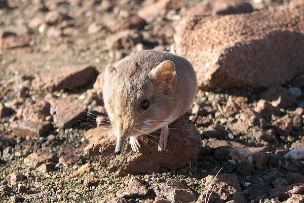 Newly Discovered Round-Eared Elephant-Shrew Found in Namibia