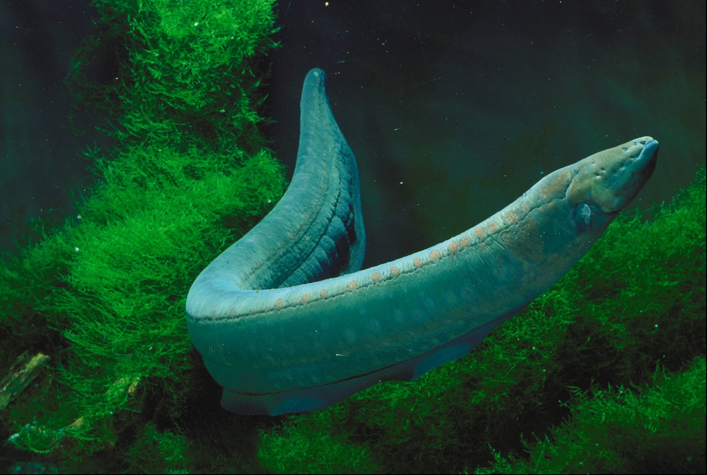 Origins of the Electric Organ in Fish Revealed By Researchers