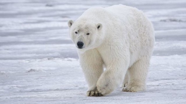 science, polar bears, selfie cameras, arctic views, climate change USGS