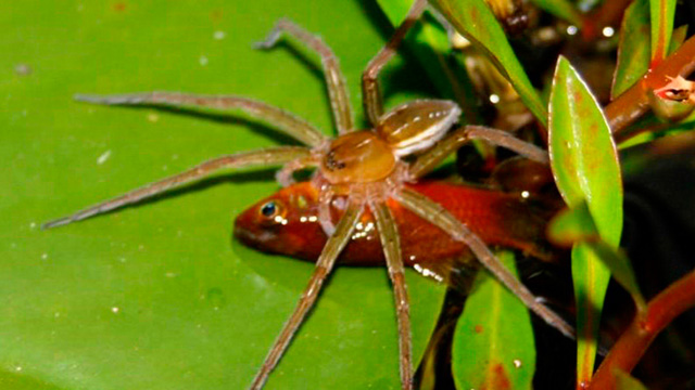 Spiders Hunt for Fish Using Powerful Neurotoxins