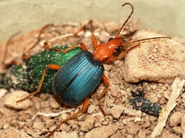 Bombardier beetle on rock