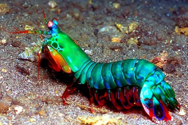 Colorful mantis shrimp