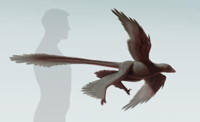 Feathered Raptorial Fossil Provides Insight on Dinosaur Flight