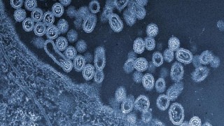 Genetically Engineered Flu Strain Devious and Deadly