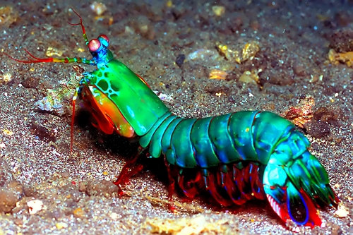 creatures