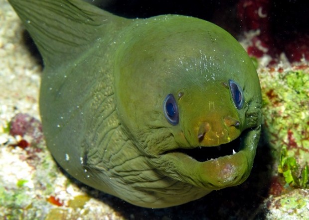 Moray eel in ocean