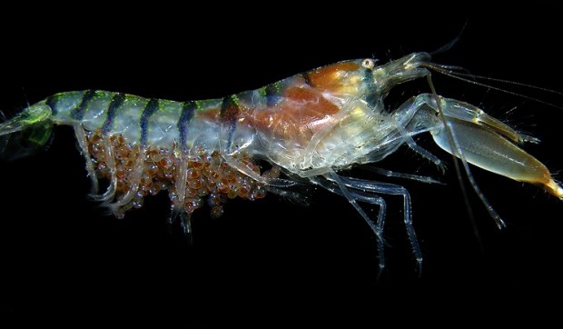 Snapping shrimp walking