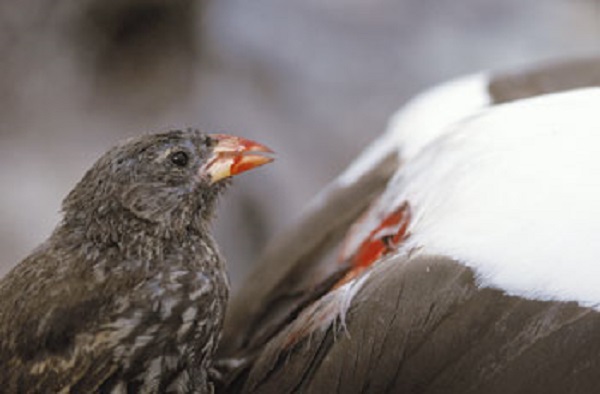 Vampire finch on Wolf Island