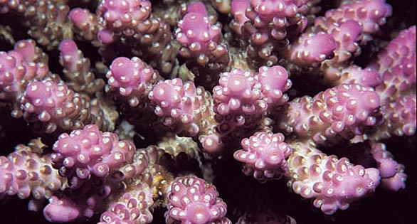 20 Species of Coral Added to Threatened Species List