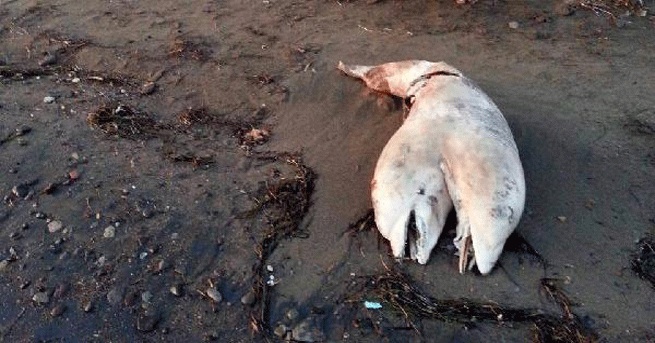 Dead Two Headed Dolphin Found on Beach in Turkey