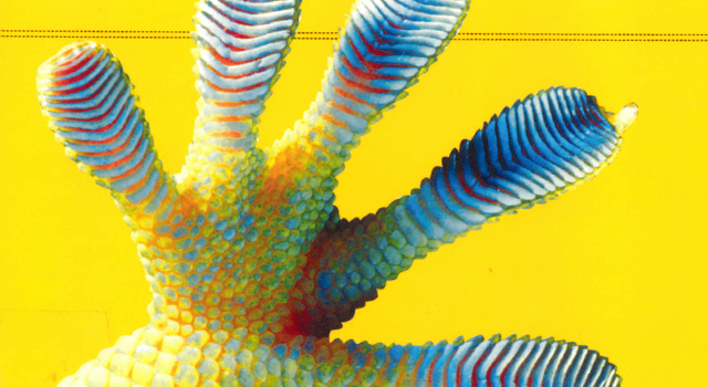 Geckos Use Toe Hairs to Adhere to Surfaces