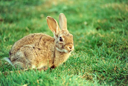 Rabbits Genetically Changed After Being Domesticated