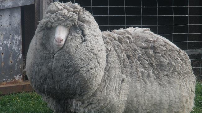 Shaun the Sheep Found in Tasmania May Be the Woolliest