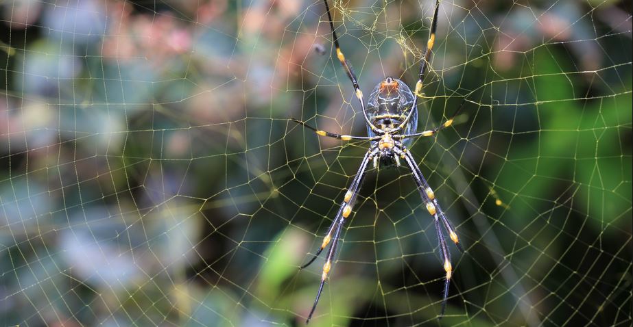 Spiders, Sex and the City