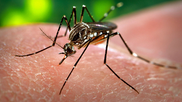 West Nile Virus Surfaces in Indiana’s Marion County