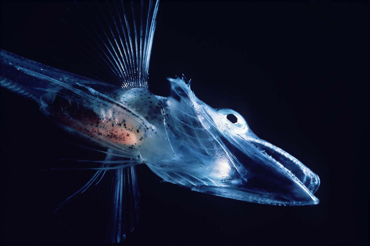 Antarctic Fish Possess Antifreeze and Anti-Melt Proteins