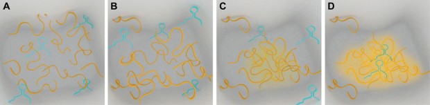 Diagram showing Assemblage formation and protein and RNA binding