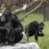 Murder Is Natural for Chimps