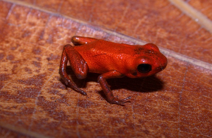 Poison Dart Frog Is Electric-Orange and Size of Fingernail