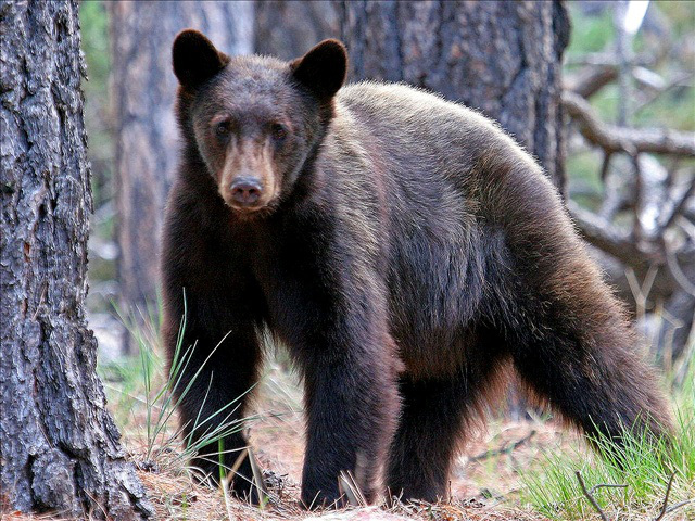 California Man Marion Williams Died of Heart Attack Black Bear Eats Him