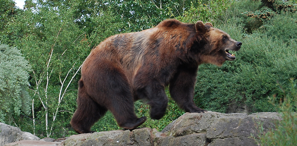 How Close Is Too Close for a Bear Selfie?