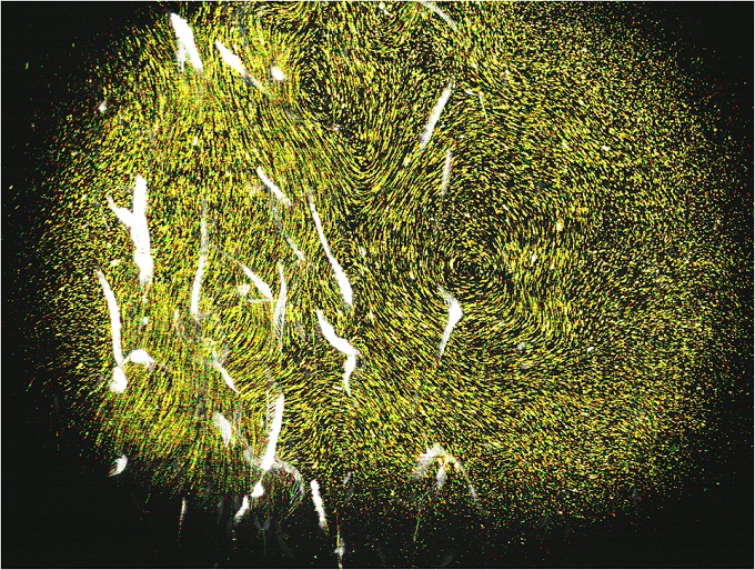 Laser-Guided Sea-Monkeys Could Impact Global Currents