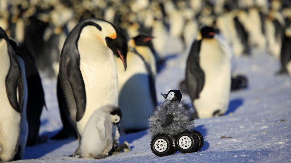 Baby Penguin Robot Beguiles Bashful Birds
