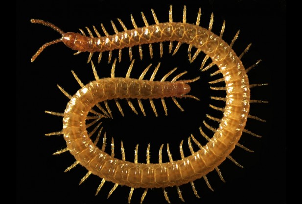 Centipede Genome Sequenced for the First Time