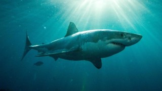 Photostock of a great white
